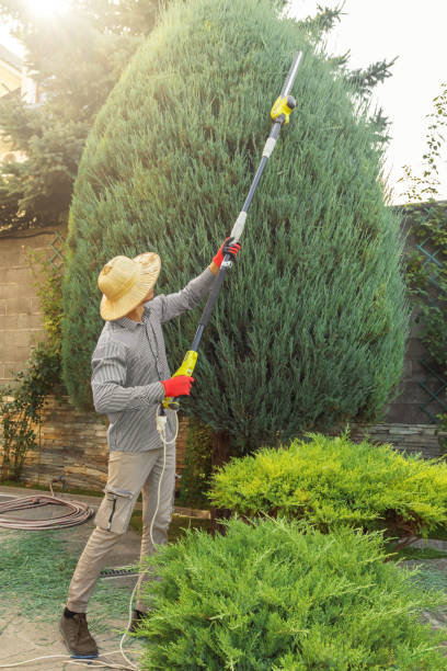 Tree Root Removal in Rocky Point, WA